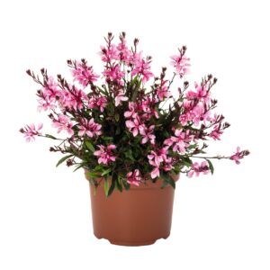 Díszgyertya - Gaura lindh. Gracefull Pink "12"