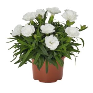 Szegfű - Dianthus Sprint White "12"