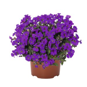 Pázsitviola Lila - Aubrieta Rock On Purple "12"