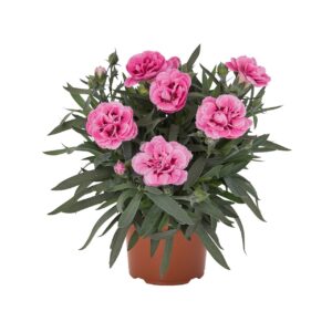 Szegfű - Dianthus Sprint Pink "12"