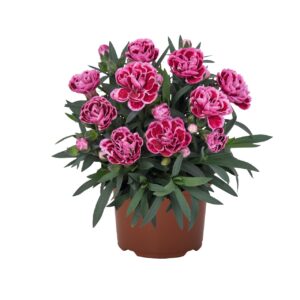 Szegfű - Dianthus Sprint Burgundy "12"