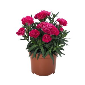 Szegfű - Dianthus Sprint Cherry "12"