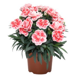 Szegfű - Dianthus Sprint Fancy Red "12"