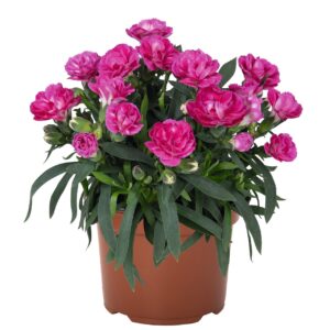 Szegfű - Dianthus Sprint Dark Pink "12"
