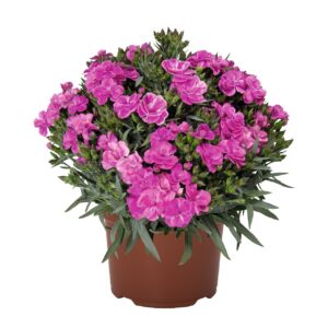 Szegfű - Dianthus Peman "12"