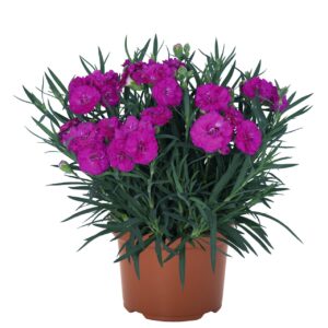 Szegfű - Dianthus Paddock Violet "15"