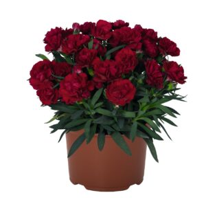 Szegfű - Dianthus Sprint Red Velvet "12"
