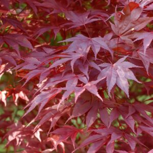 Japán Juhar - Acer Palmatum "15" 20-30 cm