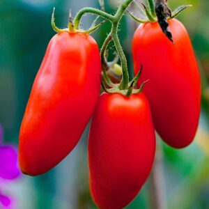 San Marzano paradicsom palánta