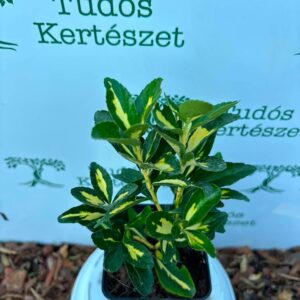 Kecskerágó Sárga Zöld-Euonymus japonica Auera "12"