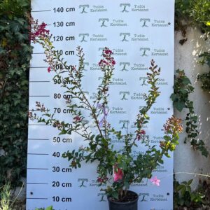 Kína Sejemmirtusz - Lagerstroemia indica 100-120 cm