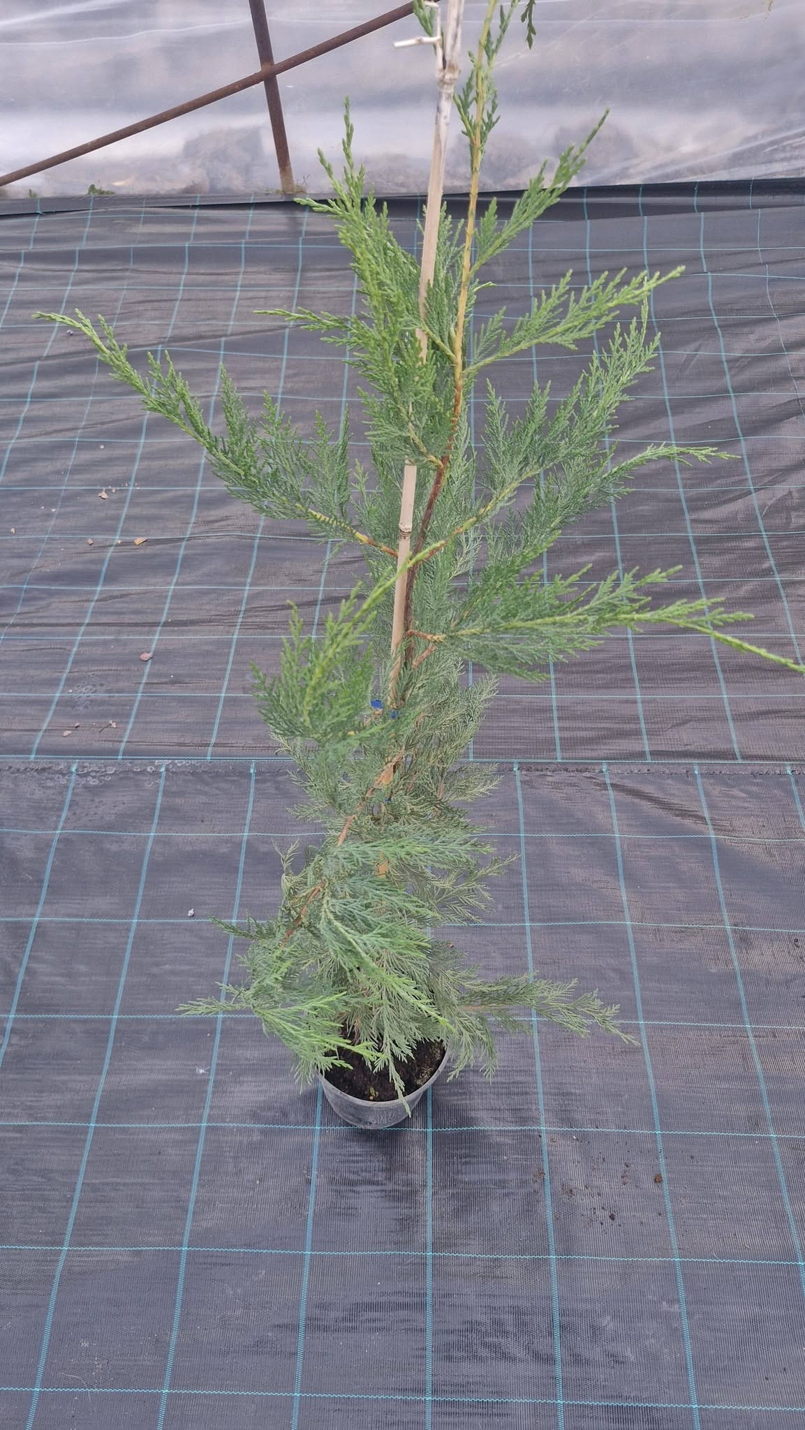 Leylandi Ciprus-Cupressocyparis leylandii "23" 100-120 cm - Image 3
