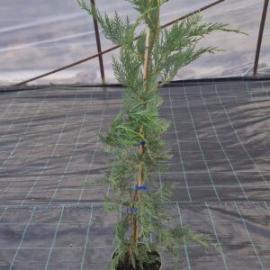 Leylandi Ciprus-Cupressocyparis leylandii "23" 100-120 cm