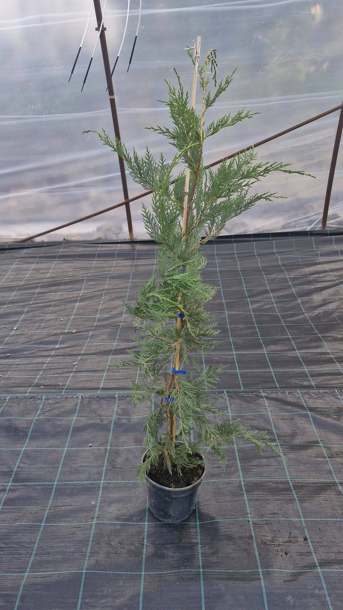Leylandi Ciprus-Cupressocyparis leylandii "23" 100-120 cm