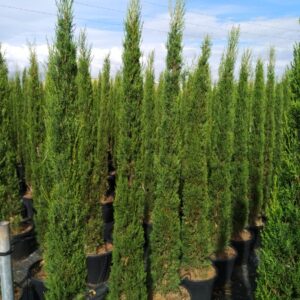 Piramis Ciprus-Cupressus sempervirens 'Pyramidalis" "30L"