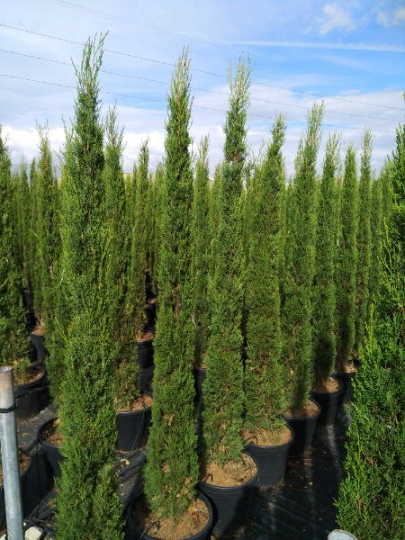 Piramis Ciprus-Cupressus sempervirens 'Pyramidalis" "30L"