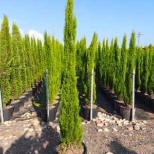 Totem Ciprus-Cupressus sempervirens 'Totem' "30L"