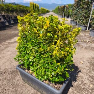 Kecskerágó Sárga Zöld-Euonymus japonica Auera "Panel"