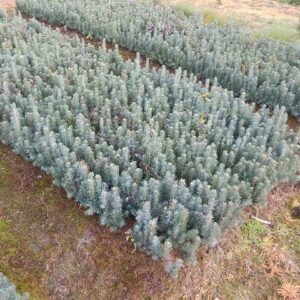Ezüst fenyő szabad gyökeres csemete-Picea pungens 'Kaibab'