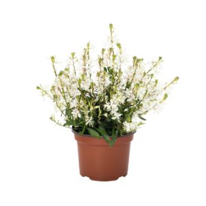 Díszgyertya - Gaura lindheimeri Gracefull White "12"