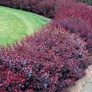 Japán Borbolya - Berberis thunb. 'Atropurpurea Nana' "12" 10-15 cm