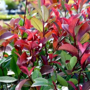 Koralberkenye-Photinia fraseri 'Red Robin' "15"
