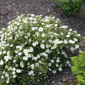 Cserjés Pimpó Fehér - Potentilla fruticosa 'Abbo "15" 25-40 cm