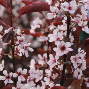 Vérszilva - Prunus cerasifera 'Nigra' 70-100 cm