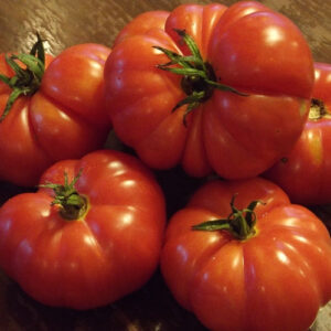 Marmande paradicsom palánta