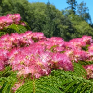 Selyemakác - Albizia "19" 100-120 cm
