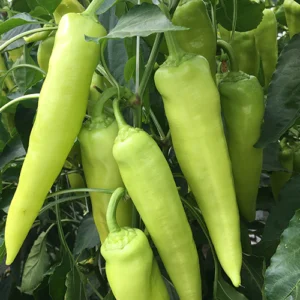 Toldi F1- Hegyes erős paprika palánta