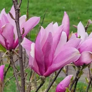 Liliomfa - Magnolia 'Betty' 100-120 cm