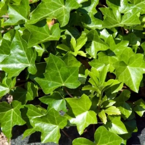 Borostyán-Hedera 'Helix' "12"