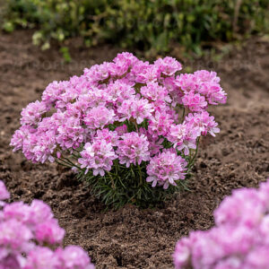 Pázsitszegfű - Armeria juniperifolia New Zealand Form "12"