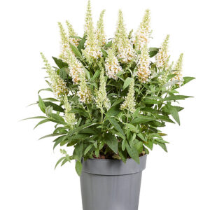 Nyári orgona törpe - Buddleja Butterfly Candy Little White "17"