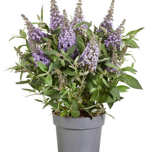 Nyári orgona törpe - Buddleja Butterfly Candy Little Sweetheart "17"