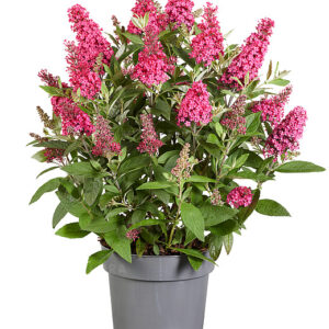 Nyári orgona törpe - Buddleja Butterfly Candy Little Ruby "17"