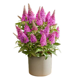 Nyári orgona törpe - Buddleja Butterfly Candy Little Cerise "17"
