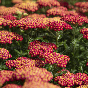 Cickafark Piros - Achillea millefolium Skysail Fire "15"