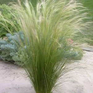 Árvalányhaj-Stipa Pony Tials "10,5"