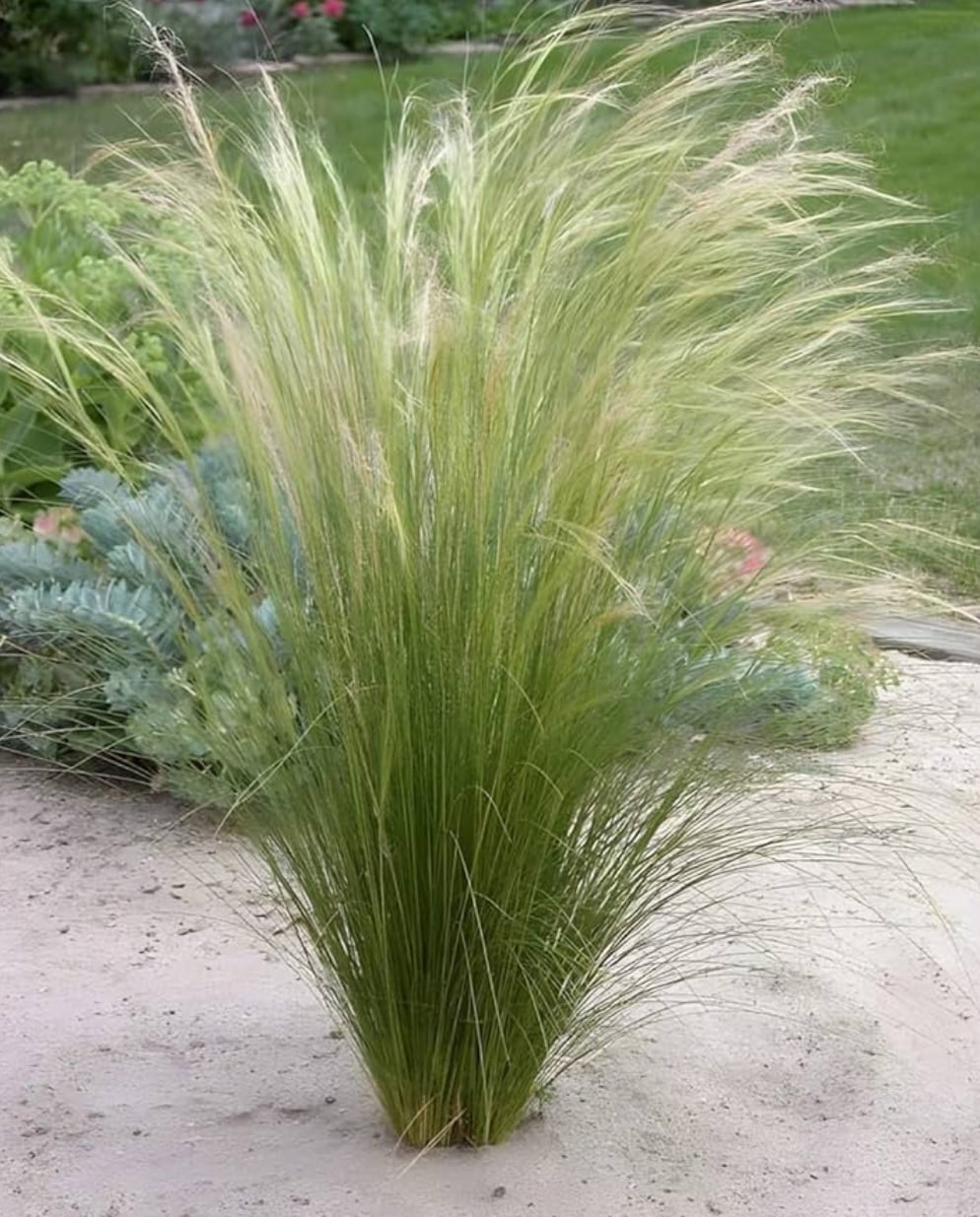 Árvalányhaj-Stipa Pony Tials "10,5"