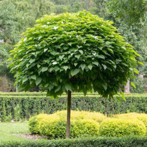 Gömb Szivarfa - Catalpa bignoides ‘Nana’ 200-220 cm