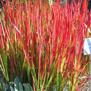 Japán Vérfű-Imperata cylindrica "Red Baron" "15"