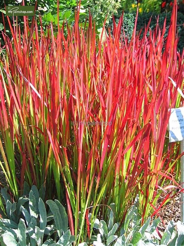 Japán Vérfű-Imperata cylindrica "Red Baron" "15"