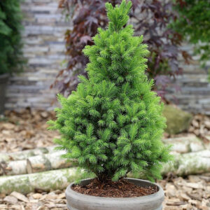 Cukorsüvegfenyő - Picea glauca 'Conica' "19" 50-60 cm