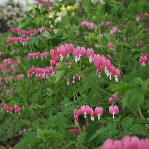 Szívvirág - Dicentra spectabilis "17"