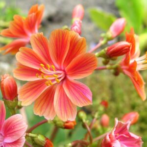 Dohánygyökér Vegyes szinek - Lewisia cotyl. Elise "12"