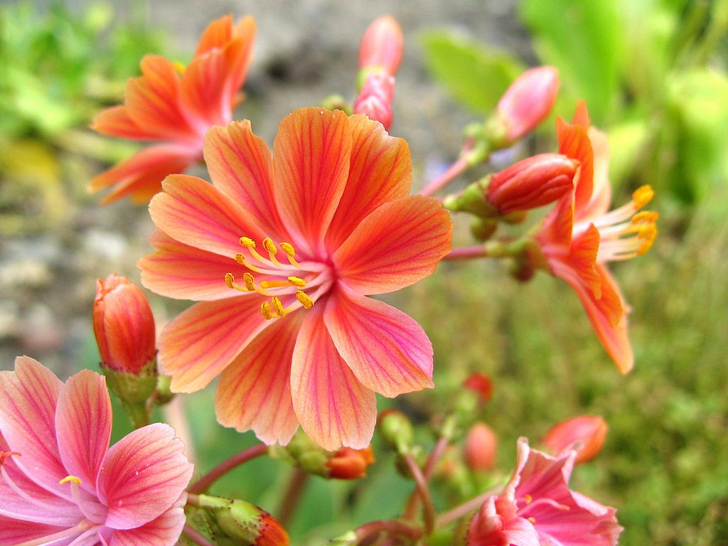 Dohánygyökér Vegyes szinek - Lewisia cotyl. Elise "12"