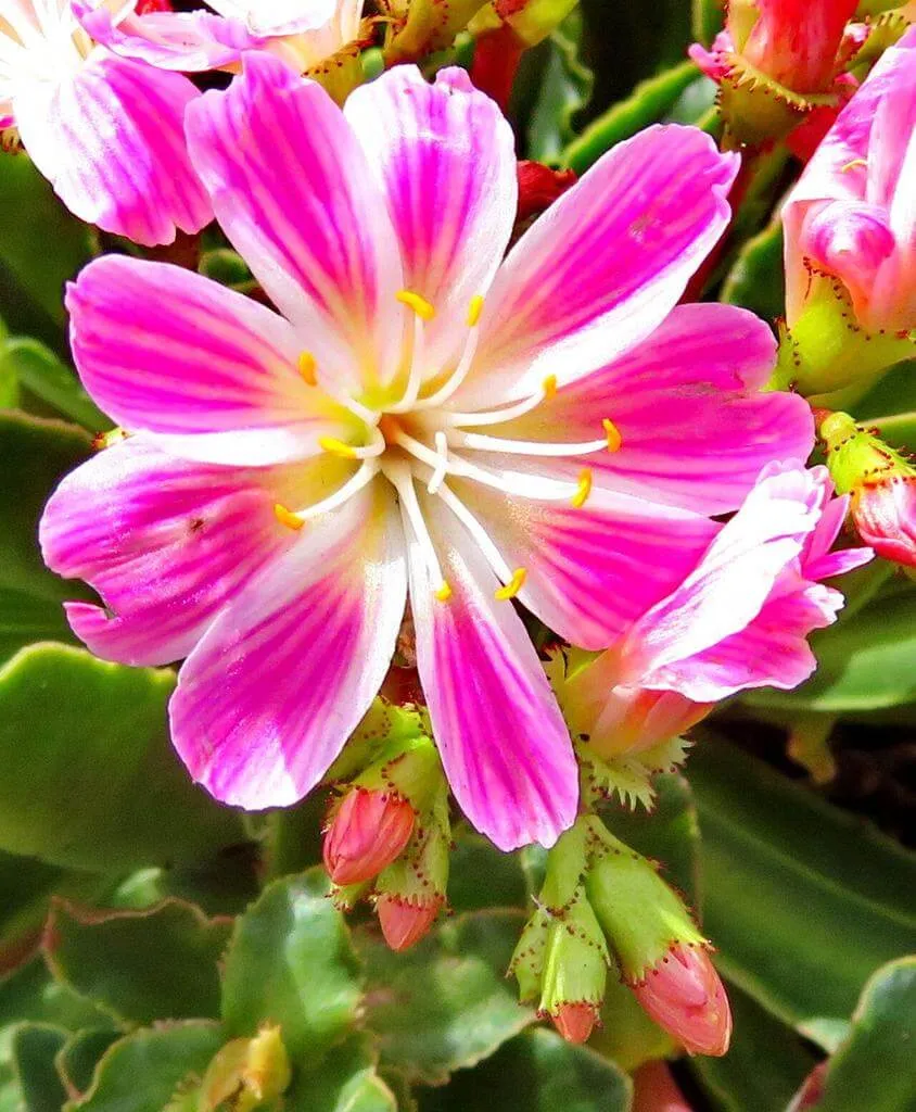 Dohánygyökér Vegyes szinek - Lewisia cotyl. Elise "12" - Image 2