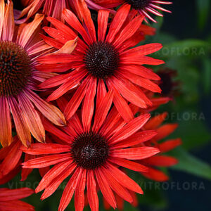 Kasvirág - Echinacea hybrida Fountain Red "15"